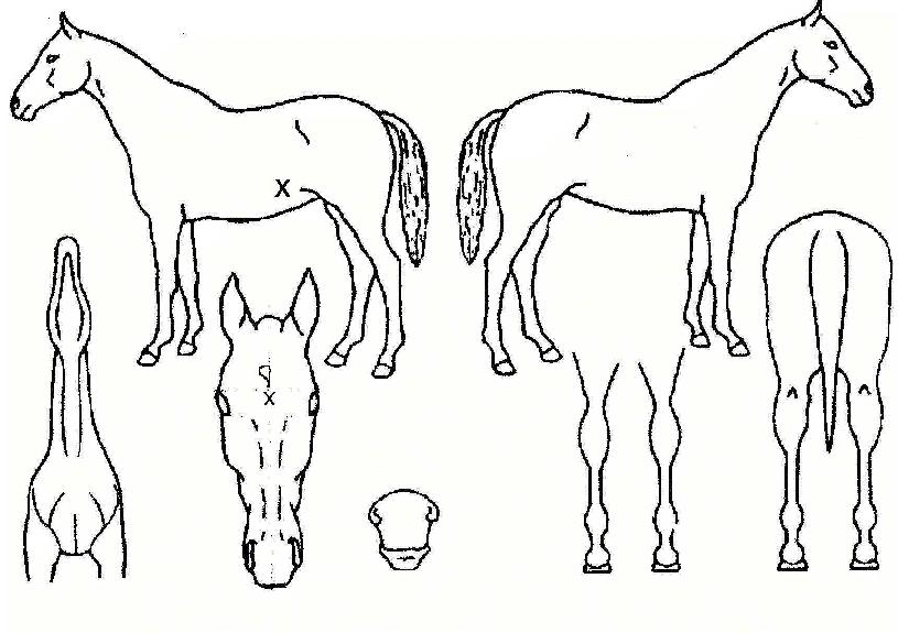 ÇϺñµ¿ÁÖÀÇ Ãø¸é,¿ì¸é,µÞ¸é,µÎ»ó,´Ù¸®ÀÇ Æ¯Â¡µµÇØ