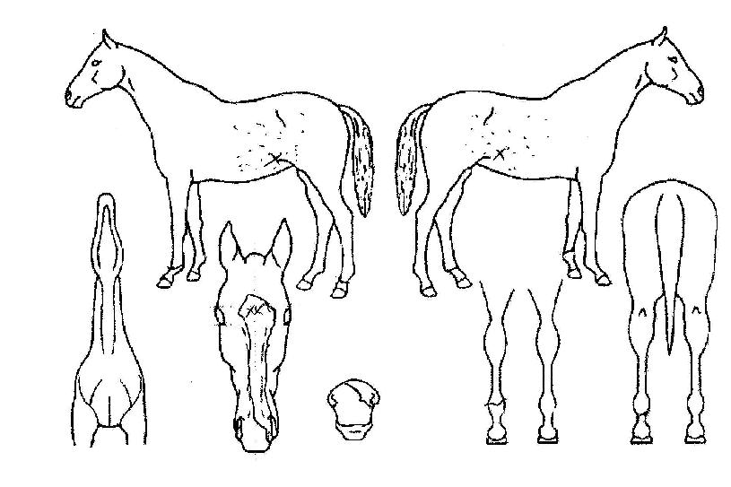 �帲���� ����,���,�޸�,�λ�,�ٸ��� Ư¡����