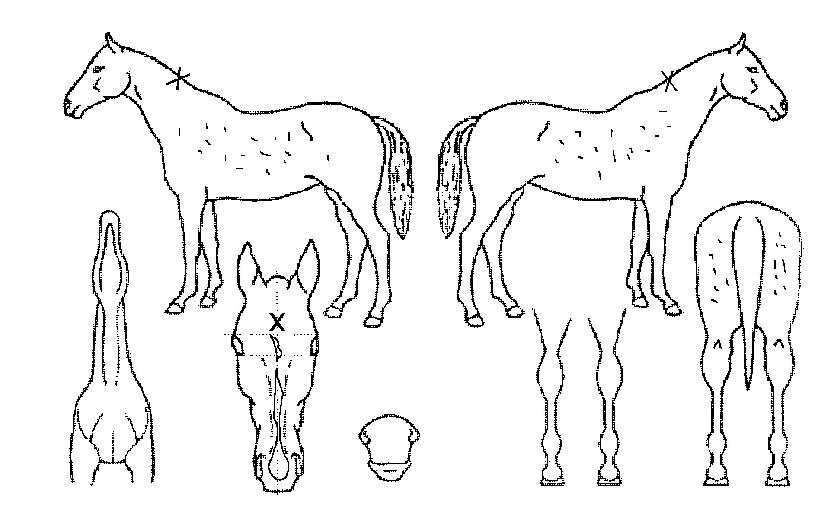 ´Þ¸¶±â»óÀÇ Ãø¸é,¿ì¸é,µÞ¸é,µÎ»ó,´Ù¸®ÀÇ Æ¯Â¡µµÇØ