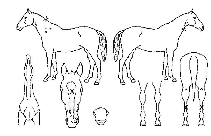 ÇÇŸº¼¶óÀÚ¸¶ÀÇ Ãø¸é,¿ì¸é,µÞ¸é,µÎ»ó,´Ù¸®ÀÇ Æ¯Â¡µµÇØ