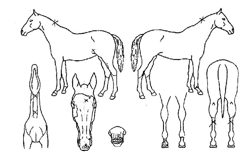 µå¸²ÀÌÀÇ Ãø¸é,¿ì¸é,µÞ¸é,µÎ»ó,´Ù¸®ÀÇ Æ¯Â¡µµÇØ