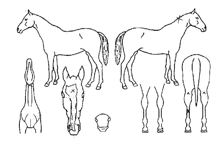 µå¸²Ä³Ã³ÀÇ Ãø¸é,¿ì¸é,µÞ¸é,µÎ»ó,´Ù¸®ÀÇ Æ¯Â¡µµÇØ