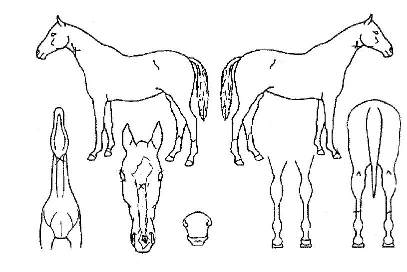 ����ŸƮ�� ����,���,�޸�,�λ�,�ٸ��� Ư¡����