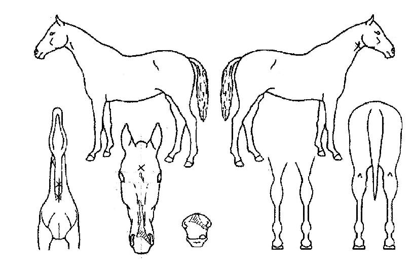 �зѺ��ڸ��� ����,���,�޸�,�λ�,�ٸ��� Ư¡����