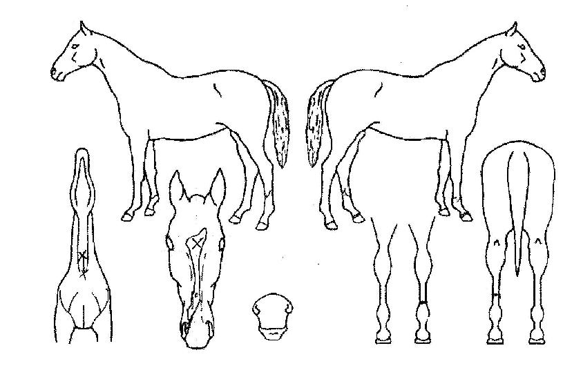 ´Ù»êÁ¤±âÀÇ Ãø¸é,¿ì¸é,µÞ¸é,µÎ»ó,´Ù¸®ÀÇ Æ¯Â¡µµÇØ