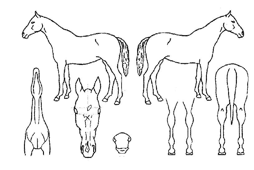 õ�������� ����,���,�޸�,�λ�,�ٸ��� Ư¡����