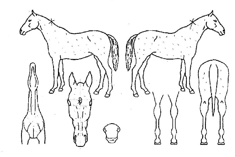 õ��½��� ����,���,�޸�,�λ�,�ٸ��� Ư¡����