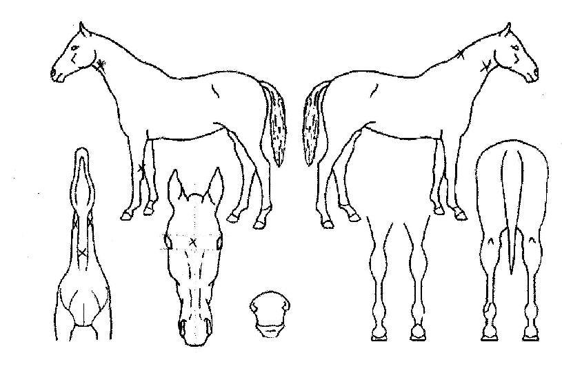 ����ī���� ����,���,�޸�,�λ�,�ٸ��� Ư¡����