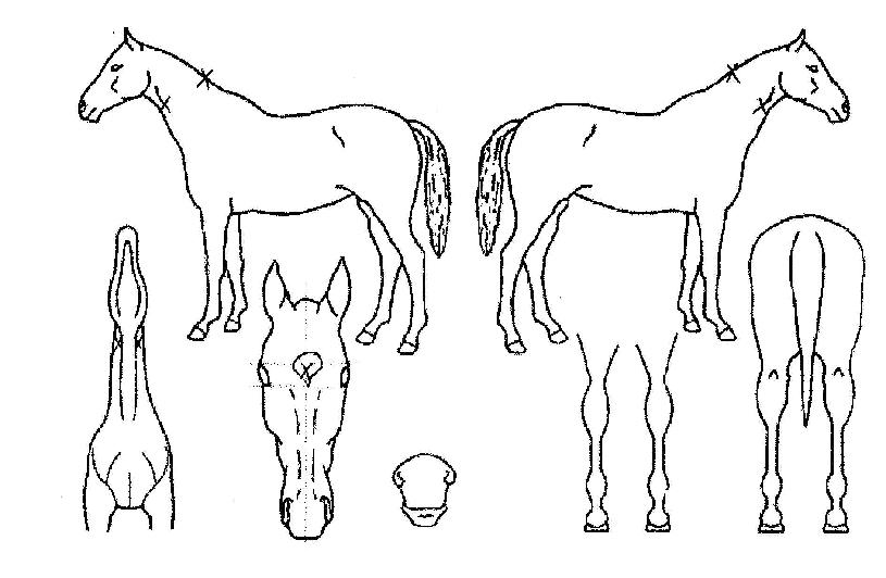 ·°Å°À§³ÊÀÇ Ãø¸é,¿ì¸é,µÞ¸é,µÎ»ó,´Ù¸®ÀÇ Æ¯Â¡µµÇØ