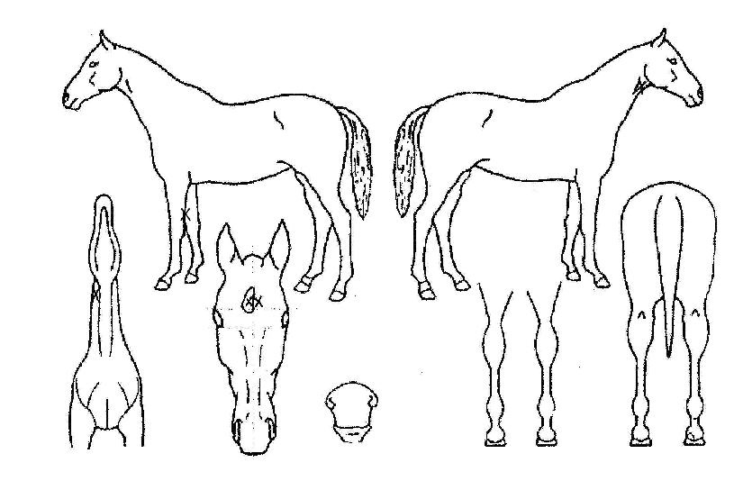 �մ���� ����,���,�޸�,�λ�,�ٸ��� Ư¡����