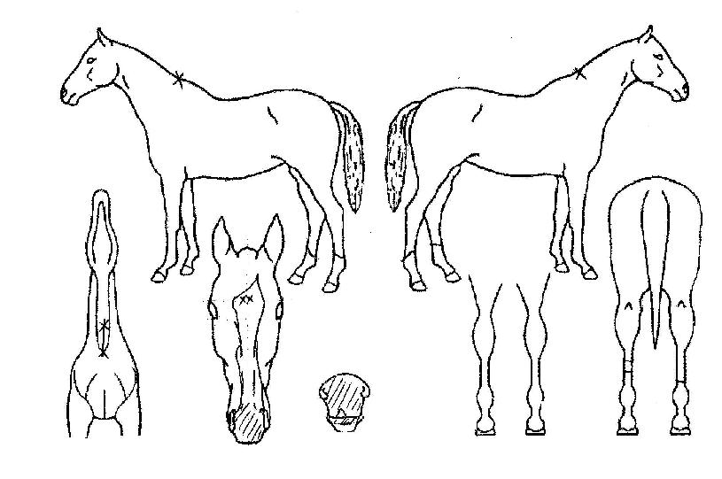 ¿¬½Â¼±È£ÀÚ¸¶ÀÇ Ãø¸é,¿ì¸é,µÞ¸é,µÎ»ó,´Ù¸®ÀÇ Æ¯Â¡µµÇØ