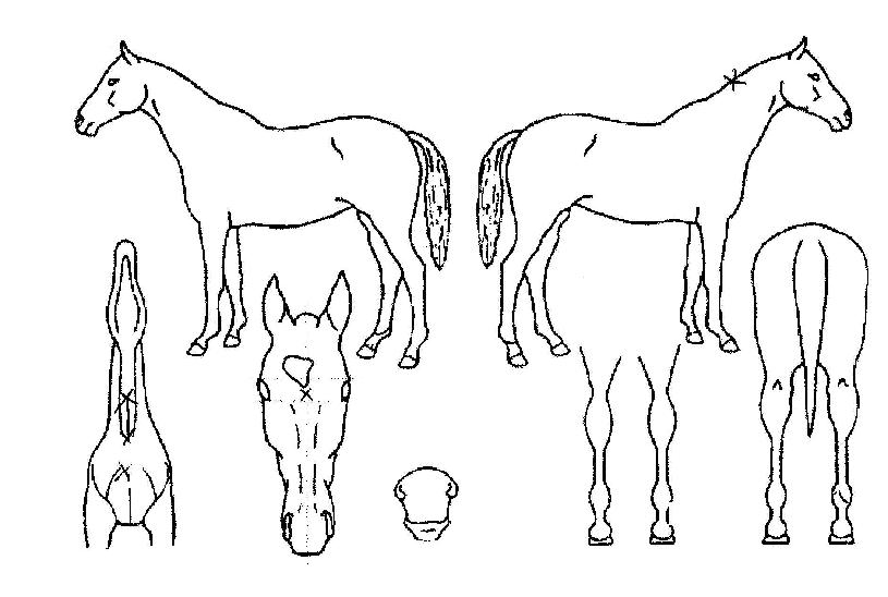 �ѷ��� ����,���,�޸�,�λ�,�ٸ��� Ư¡����