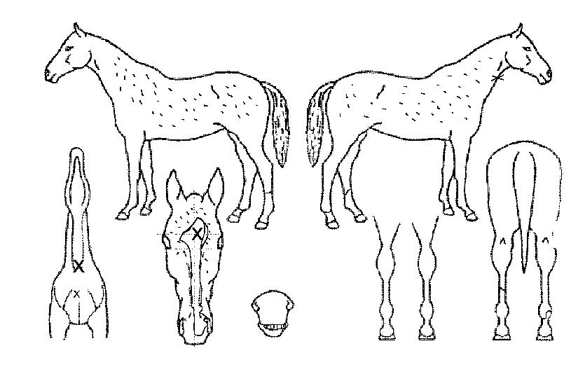 �ٺ����� ����,���,�޸�,�λ�,�ٸ��� Ư¡����