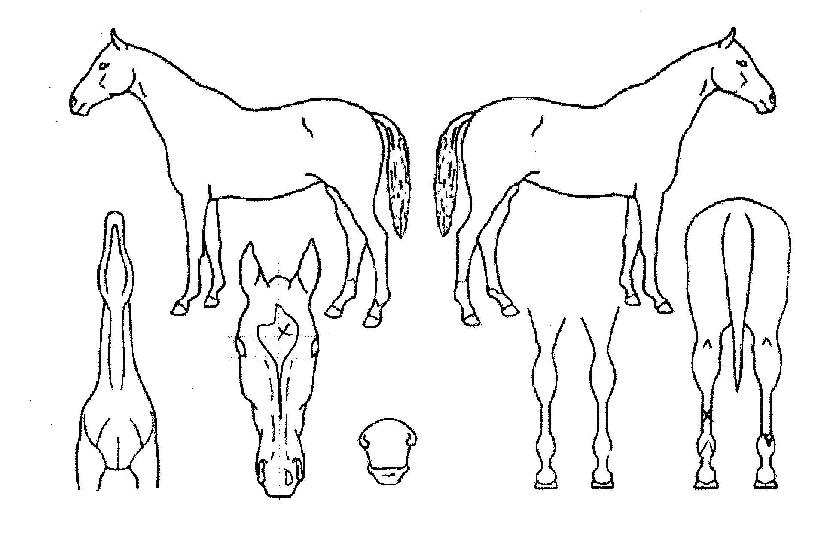 õ�������� ����,���,�޸�,�λ�,�ٸ��� Ư¡����