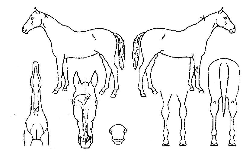 ¹Ý¼®ÀÇ Ãø¸é,¿ì¸é,µÞ¸é,µÎ»ó,´Ù¸®ÀÇ Æ¯Â¡µµÇØ