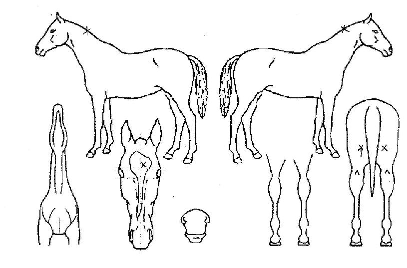 �����ܰ��� ����,���,�޸�,�λ�,�ٸ��� Ư¡����