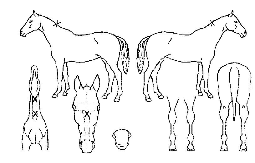 õ���ǼҸ��� ����,���,�޸�,�λ�,�ٸ��� Ư¡����