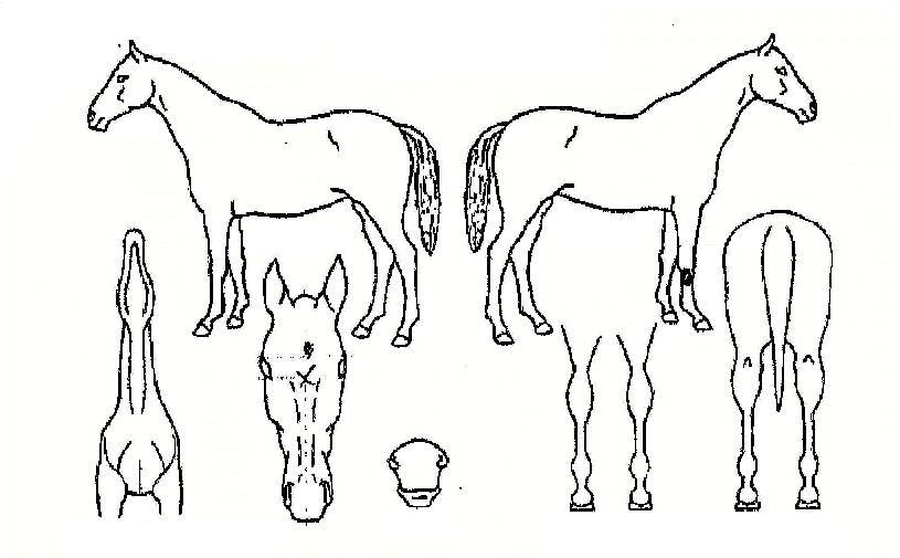 ���������� ����,���,�޸�,�λ�,�ٸ��� Ư¡����