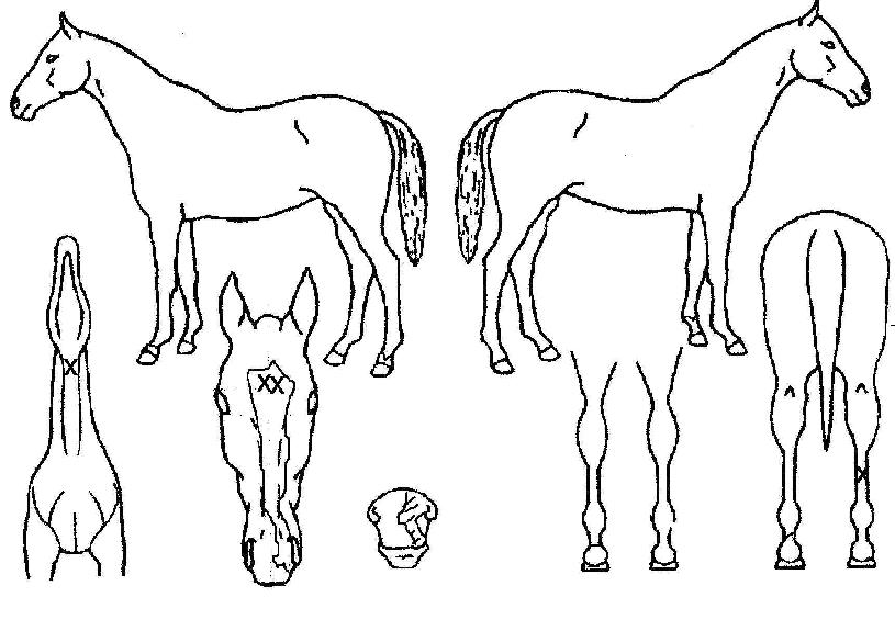 ������ ����,���,�޸�,�λ�,�ٸ��� Ư¡����