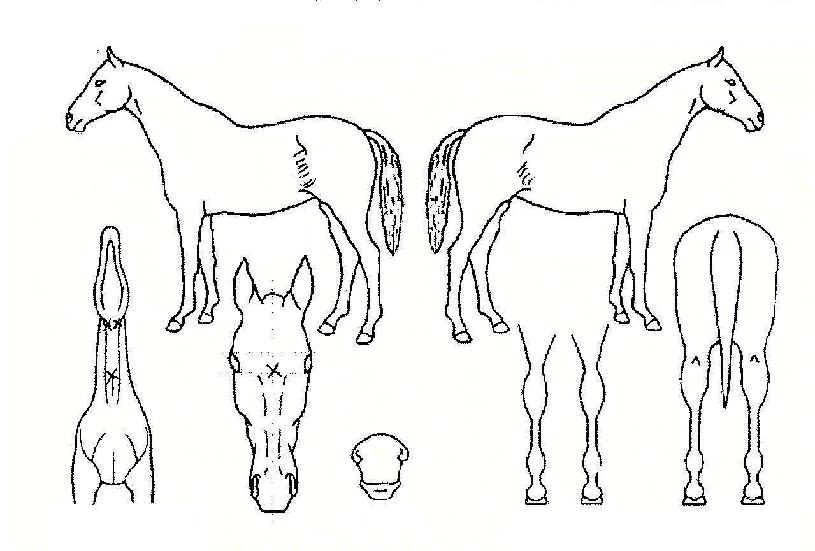 ½Å¼ö´ë±æÀÇ Ãø¸é,¿ì¸é,µÞ¸é,µÎ»ó,´Ù¸®ÀÇ Æ¯Â¡µµÇØ