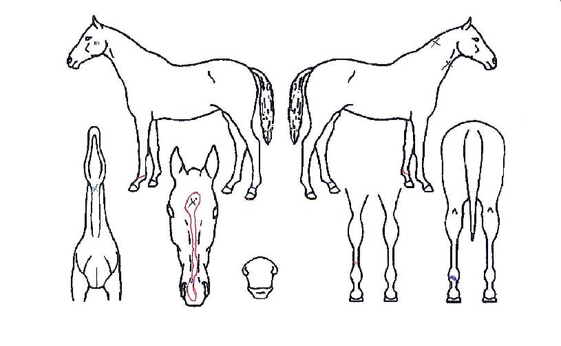 ¸ÕÀú°¡ÀÇ Ãø¸é,¿ì¸é,µÞ¸é,µÎ»ó,´Ù¸®ÀÇ Æ¯Â¡µµÇØ