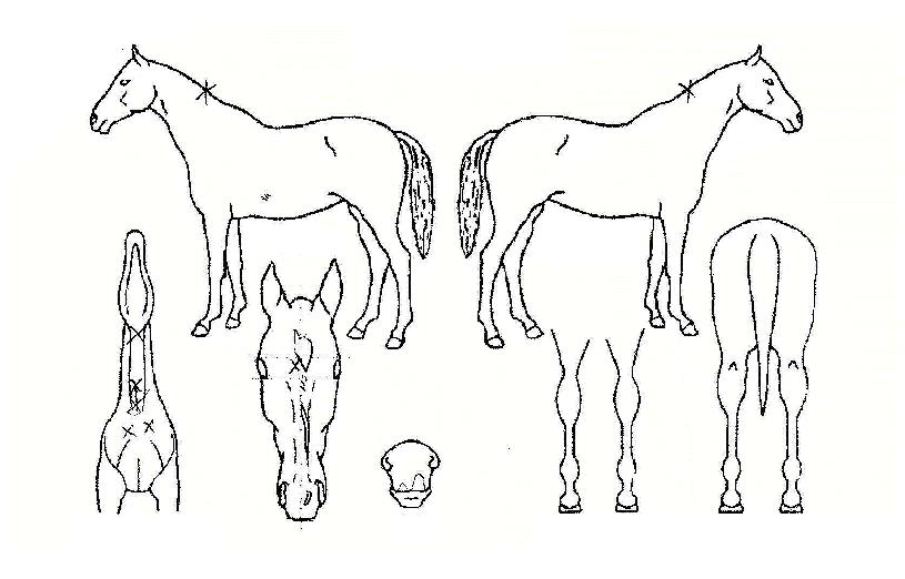 ¶æ¹ÛÀÇÇà¿îÀÇ Ãø¸é,¿ì¸é,µÞ¸é,µÎ»ó,´Ù¸®ÀÇ Æ¯Â¡µµÇØ