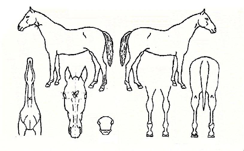 ������ ����,���,�޸�,�λ�,�ٸ��� Ư¡����