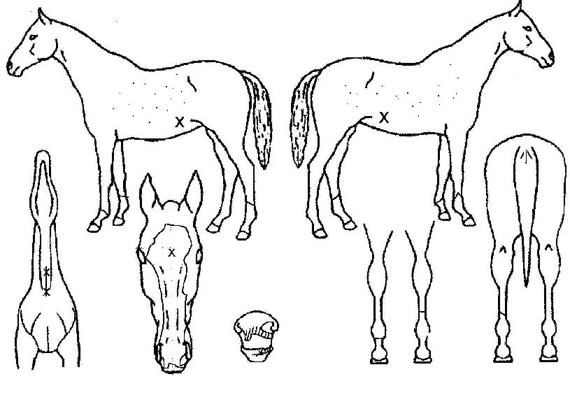 ´Êµ¿ÀÌÀÇ Ãø¸é,¿ì¸é,µÞ¸é,µÎ»ó,´Ù¸®ÀÇ Æ¯Â¡µµÇØ