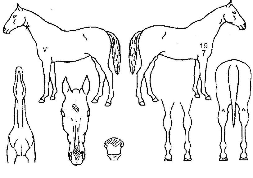 ����ְ��� ����,���,�޸�,�λ�,�ٸ��� Ư¡����