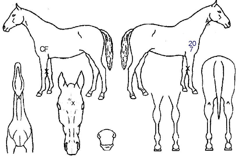 ºÒÆÐ¿ÕÀÇ Ãø¸é,¿ì¸é,µÞ¸é,µÎ»ó,´Ù¸®ÀÇ Æ¯Â¡µµÇØ