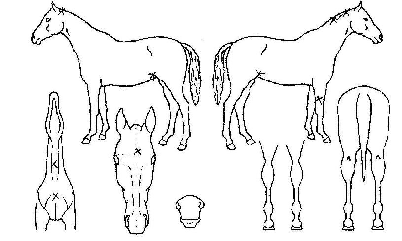 ±Ýºñ¶óÀÇ Ãø¸é,¿ì¸é,µÞ¸é,µÎ»ó,´Ù¸®ÀÇ Æ¯Â¡µµÇØ