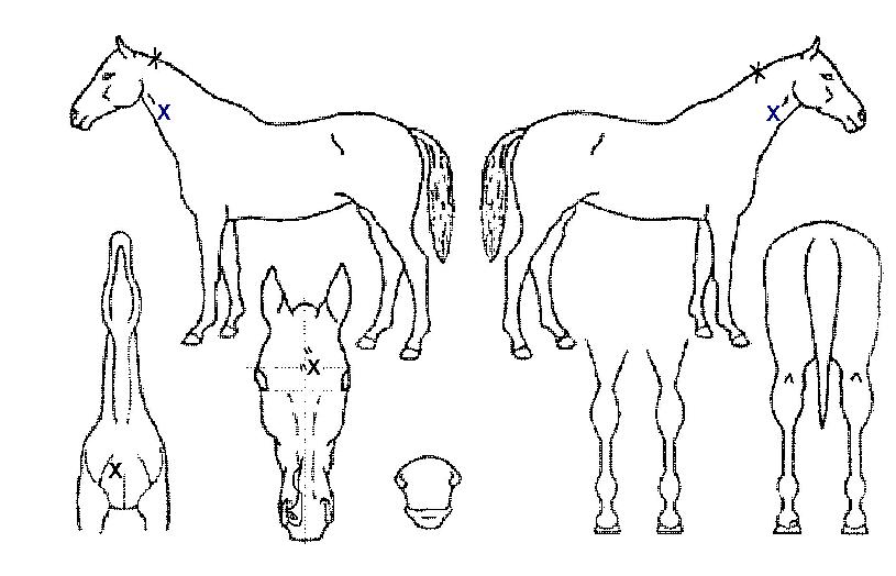 ���������� ����,���,�޸�,�λ�,�ٸ��� Ư¡����