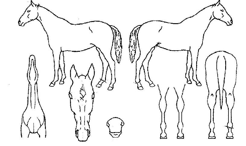 Âü¸¶À½ÀÇ Ãø¸é,¿ì¸é,µÞ¸é,µÎ»ó,´Ù¸®ÀÇ Æ¯Â¡µµÇØ