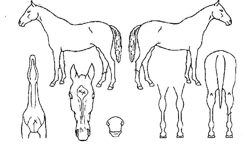 �������� ����,���,�޸�,�λ�,�ٸ��� Ư¡����