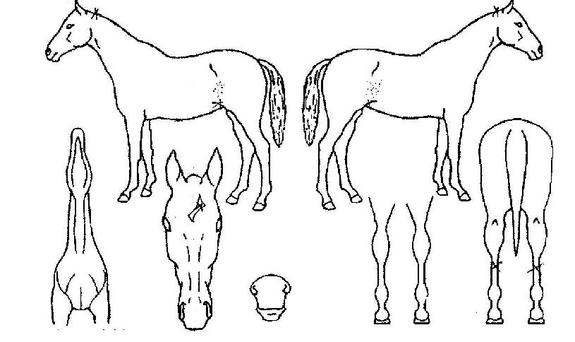 ������� ����,���,�޸�,�λ�,�ٸ��� Ư¡����