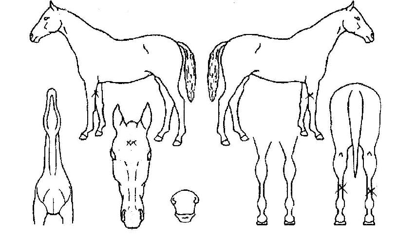 ¿ø´õÇ®µ¥ÀÌÀÇ Ãø¸é,¿ì¸é,µÞ¸é,µÎ»ó,´Ù¸®ÀÇ Æ¯Â¡µµÇØ