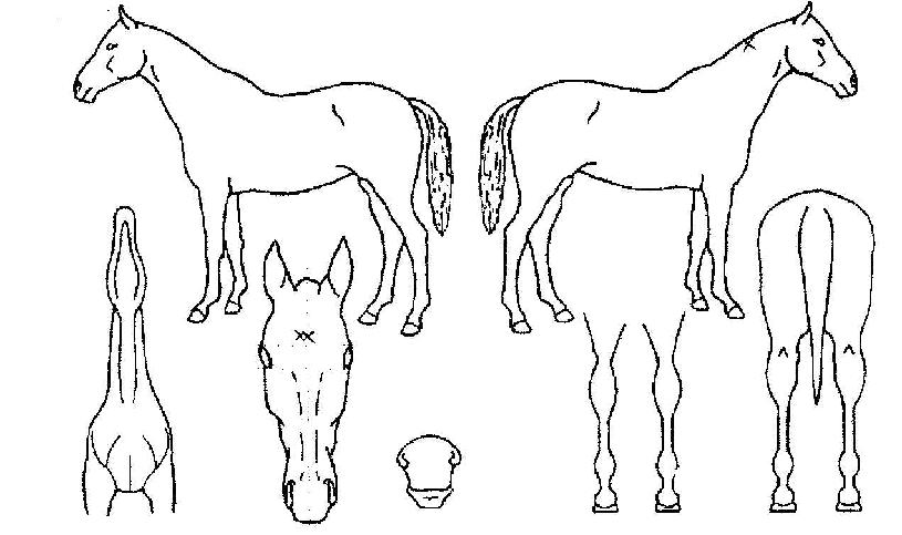 Ʈ���̾����� ����,���,�޸�,�λ�,�ٸ��� Ư¡����