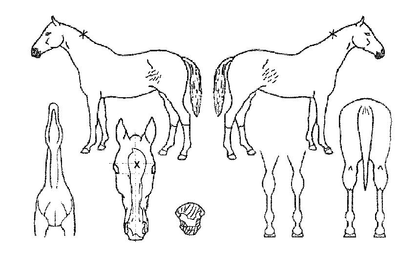 ÀÚºñ½ÉÀÇ Ãø¸é,¿ì¸é,µÞ¸é,µÎ»ó,´Ù¸®ÀÇ Æ¯Â¡µµÇØ