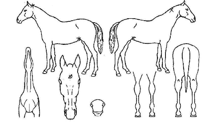 ������ ����,���,�޸�,�λ�,�ٸ��� Ư¡����