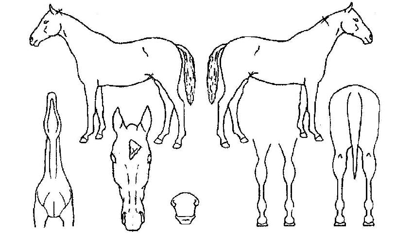 ��̺��� ����,���,�޸�,�λ�,�ٸ��� Ư¡����