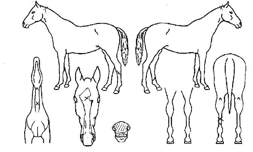 ¹ÙÀ§¼¶ÀÇ Ãø¸é,¿ì¸é,µÞ¸é,µÎ»ó,´Ù¸®ÀÇ Æ¯Â¡µµÇØ