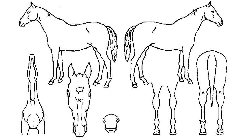 ºû³ª¶óÀÇ Ãø¸é,¿ì¸é,µÞ¸é,µÎ»ó,´Ù¸®ÀÇ Æ¯Â¡µµÇØ