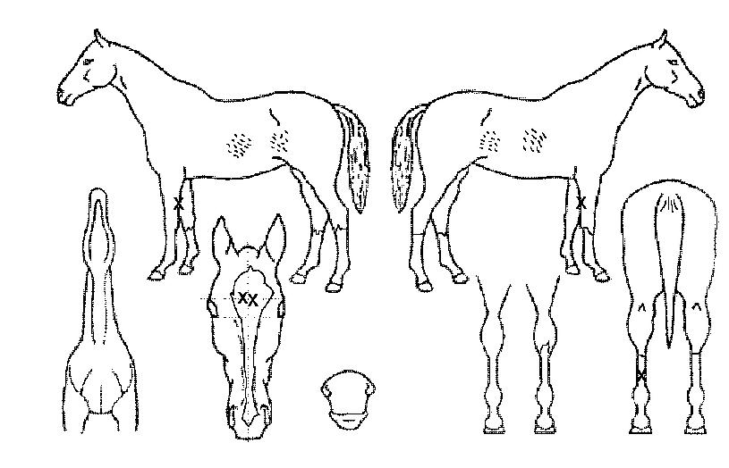 ÀÌÄ«·Î½ºÀÇ Ãø¸é,¿ì¸é,µÞ¸é,µÎ»ó,´Ù¸®ÀÇ Æ¯Â¡µµÇØ