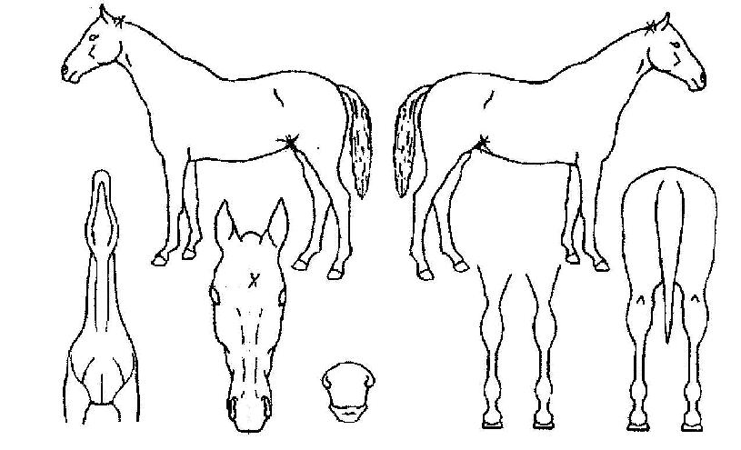 ����ǳ�� ����,���,�޸�,�λ�,�ٸ��� Ư¡����