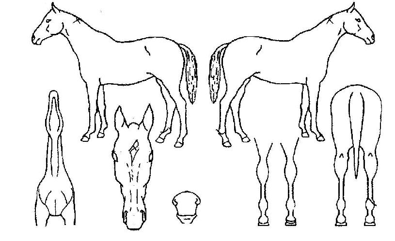 ���Ķ��� ����,���,�޸�,�λ�,�ٸ��� Ư¡����