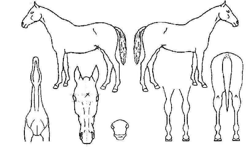 ÄèÅõÀÇ Ãø¸é,¿ì¸é,µÞ¸é,µÎ»ó,´Ù¸®ÀÇ Æ¯Â¡µµÇØ