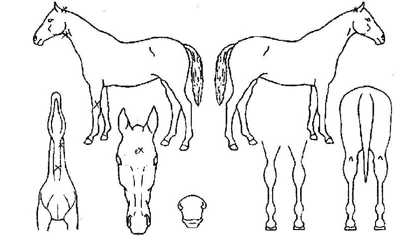 ¶Ê¶ÊÀÌÀÇ Ãø¸é,¿ì¸é,µÞ¸é,µÎ»ó,´Ù¸®ÀÇ Æ¯Â¡µµÇØ