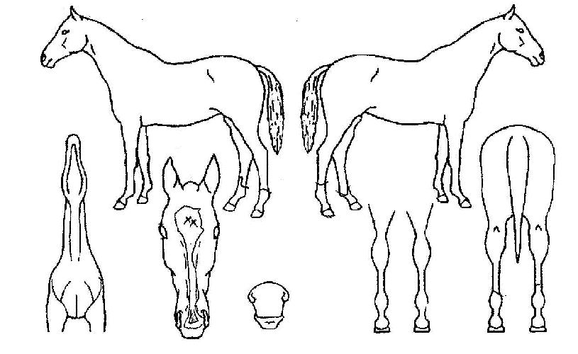 ÇØÇÇÅõ°Ô´õÀÇ Ãø¸é,¿ì¸é,µÞ¸é,µÎ»ó,´Ù¸®ÀÇ Æ¯Â¡µµÇØ