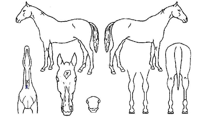 ��������� ����,���,�޸�,�λ�,�ٸ��� Ư¡����