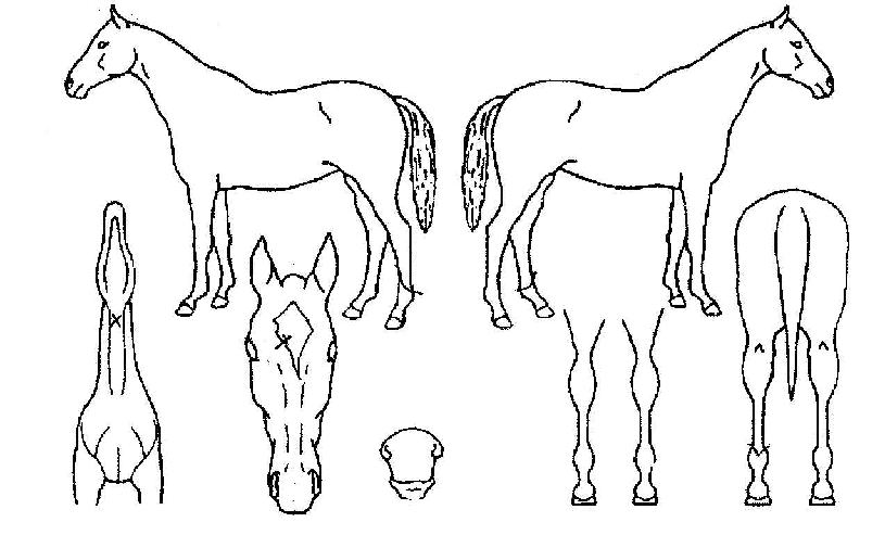 º¸¹°¼¶ÀÇ Ãø¸é,¿ì¸é,µÞ¸é,µÎ»ó,´Ù¸®ÀÇ Æ¯Â¡µµÇØ